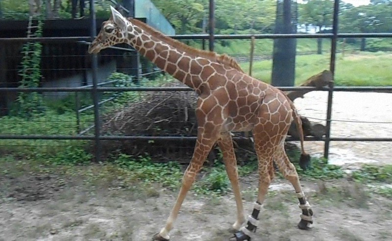 後ろ脚に障害のキリン「はぐみ」　装具改良重ね歩けるように　広島・安佐動物公園