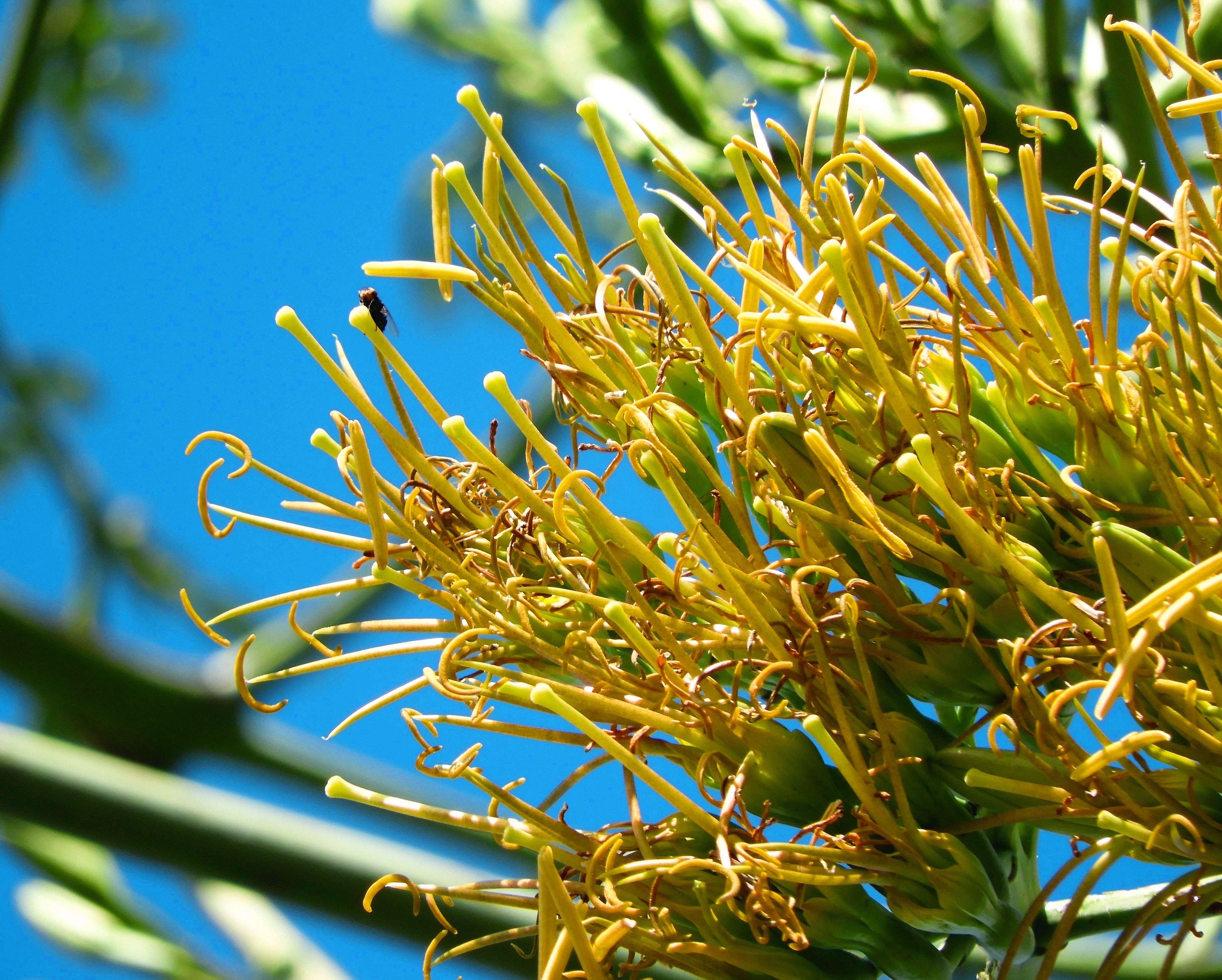 テキーラの原料「テキラーナ」 花を見たことありますか？　50年に一度の開花　東南植物楽園