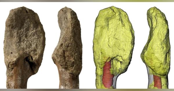 恐竜のがん、世界初確認　CTや顕微鏡使い化石解析