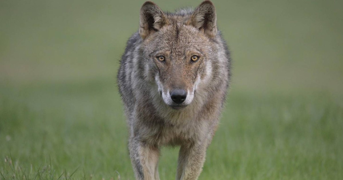 「エトロ」がオオカミの保護活動に取り組むWWFイタリアを支援