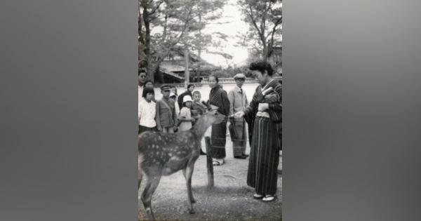 奈良のシカ密猟の歴史　戦中飢えしのぐため横行、絶滅危機に　「神鹿」の戦後75年