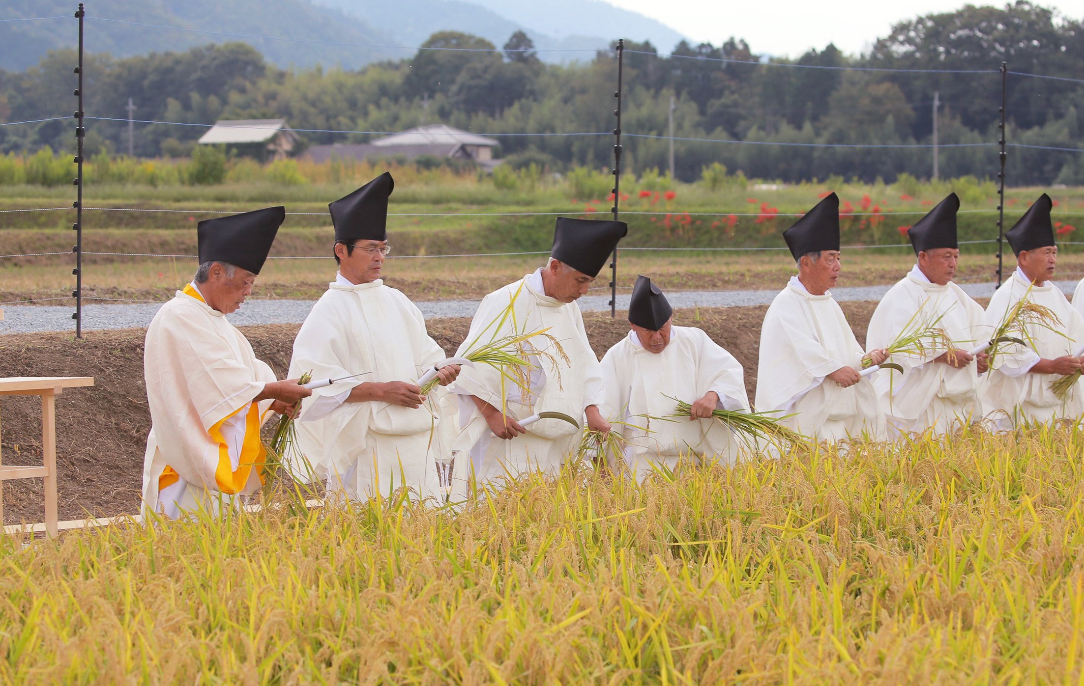 大嘗祭のコメ収穫、知事出席は「政教分離違反」　京都府に住民監査請求