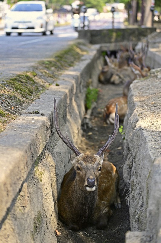 地獄の暑さ奈良のシカたち即行“避難”　道路脇の側溝にしかたなく