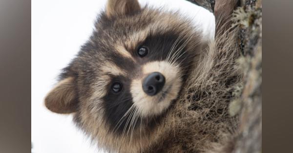 北海道の固有動物が壊滅の危機!?　動物写真家が憂うアライグマ問題