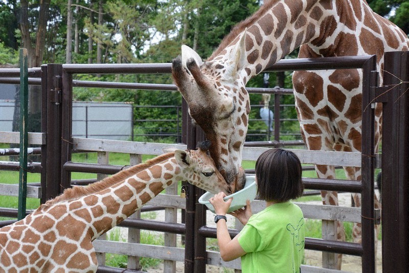 首をなが～くして待ってます　キリンの赤ちゃん、名前募集　秋田・大森山動物園