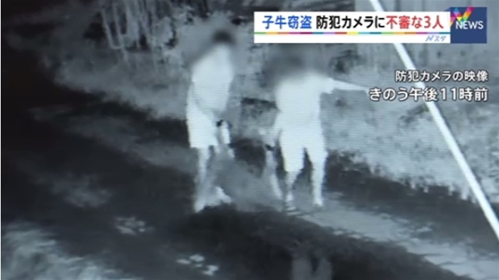 栃木・足利市で子牛窃盗、防犯カメラに不審な３人