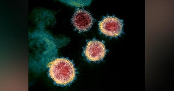 香港男性がコロナ再感染、2種類のウイルス株確認　世界初の実証