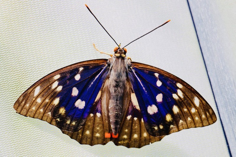 国蝶「オオムラサキ」ウィーンでひらり　兵庫の団体が幼虫寄贈　「２世」が羽化
