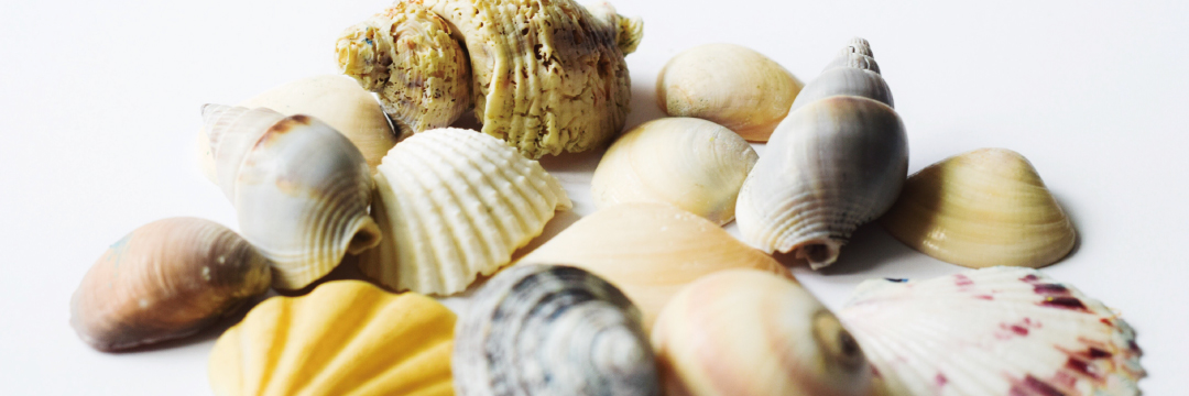 すべての貝の形は、同じ「法則」で作られているのをご存知か？