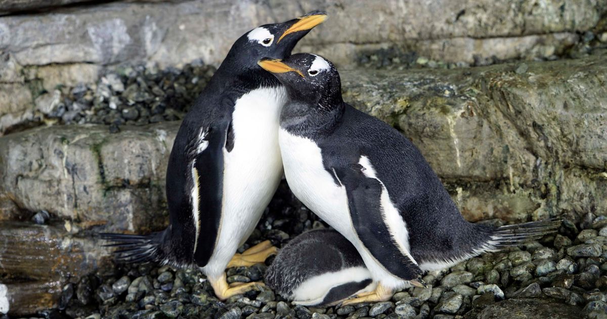 同性カップルのペンギン ママになる スペインの水族館で 飼育員が機転