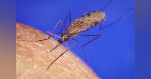 蚊の恐怖と、遺伝子操作というパンドラの箱