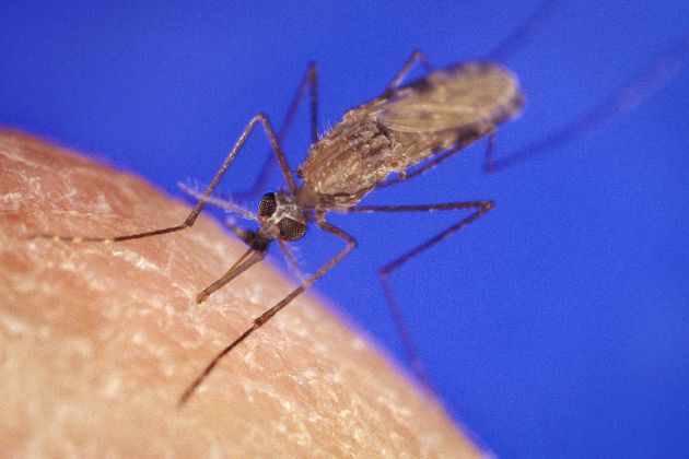蚊の恐怖と、遺伝子操作というパンドラの箱