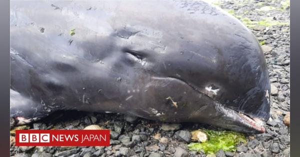 イルカ17頭、モーリシャス海岸で死ぬ　日本船の座礁現場近く