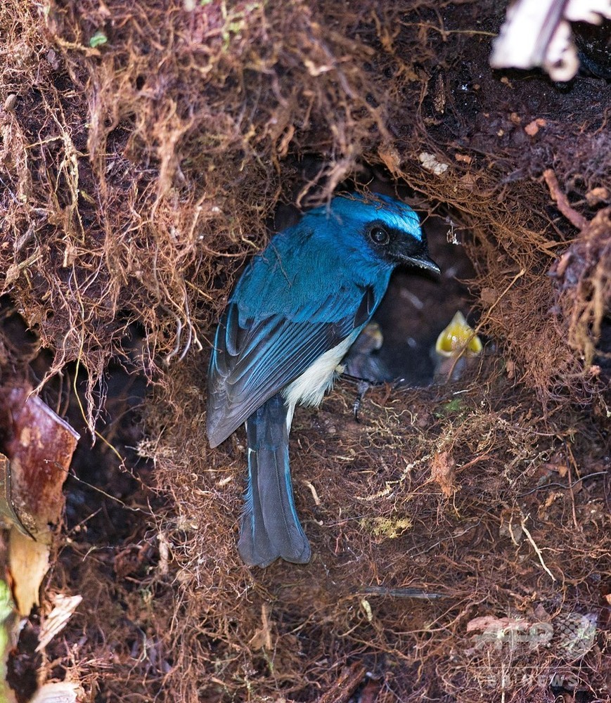 熱帯の鳴鳥、繁殖減らして干ばつ生き抜く 研究