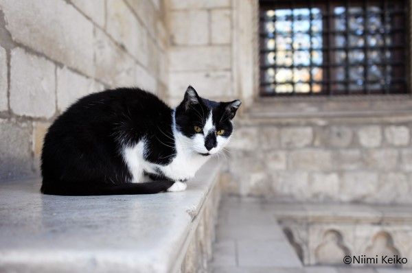 猫が塀の上にジャンプ でも高さが足りず 中世の城壁に囲まれて暮らすクロアチア ドゥブロヴニクの猫たち