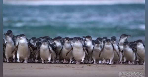 ペンギンパレードを毎日生配信オーストラリア・フィリップ島より［リアニマル］