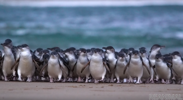 ペンギンパレードを毎日生配信オーストラリア・フィリップ島より［リアニマル］