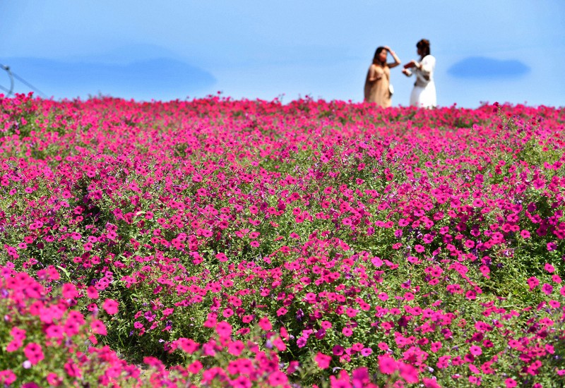 琵琶湖に映えるピンクのじゅうたん　ペチュニア100万輪見ごろ　滋賀・箱館山