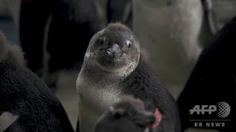 動画：希少ペンギン繁殖地そばに海上給油基地、「わかしお」事故で懸念高まる 南ア