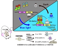 哺乳類細胞の遺伝子のスイッチを光でオンオフ　京大が技術開発