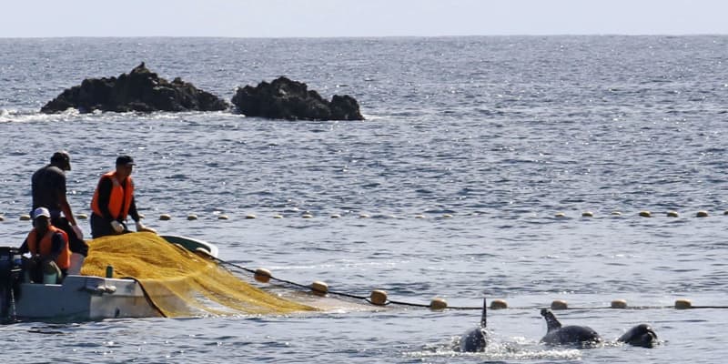イルカ追い込み漁解禁、和歌山　太地町、4頭捕獲