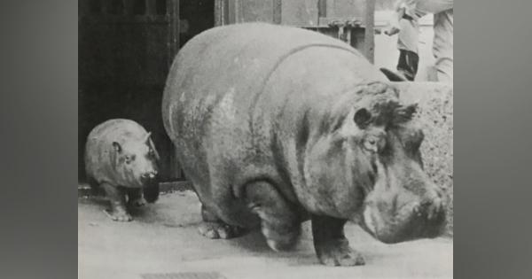 【マッキーの動物園日記】まさに昭和のネーミングの２頭が築いたカバの歴史