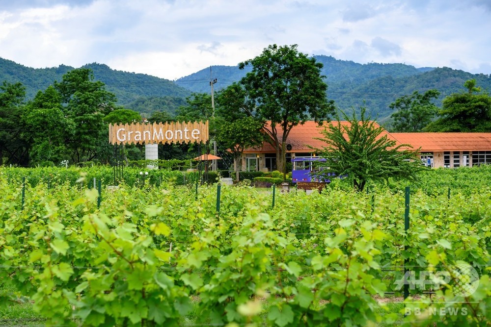 熱帯でワイン造り 姉妹で挑む富豪が独占するアルコール市場 タイ