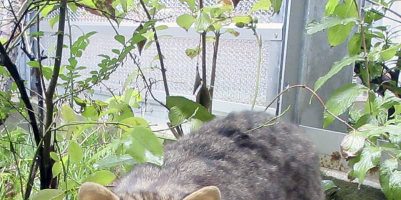 最高齢のツシマヤマネコ死ぬ　京都市動物園のミヤコ、18歳
