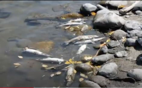 イエローストーンで魚が大量死の謎