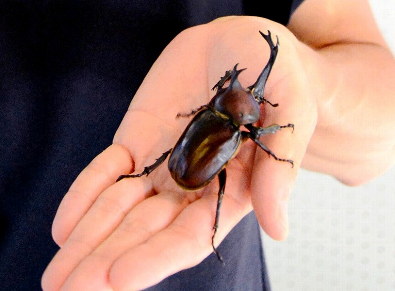 大きなカブトムシ発見、学芸員が驚き (福井新聞オンライン)