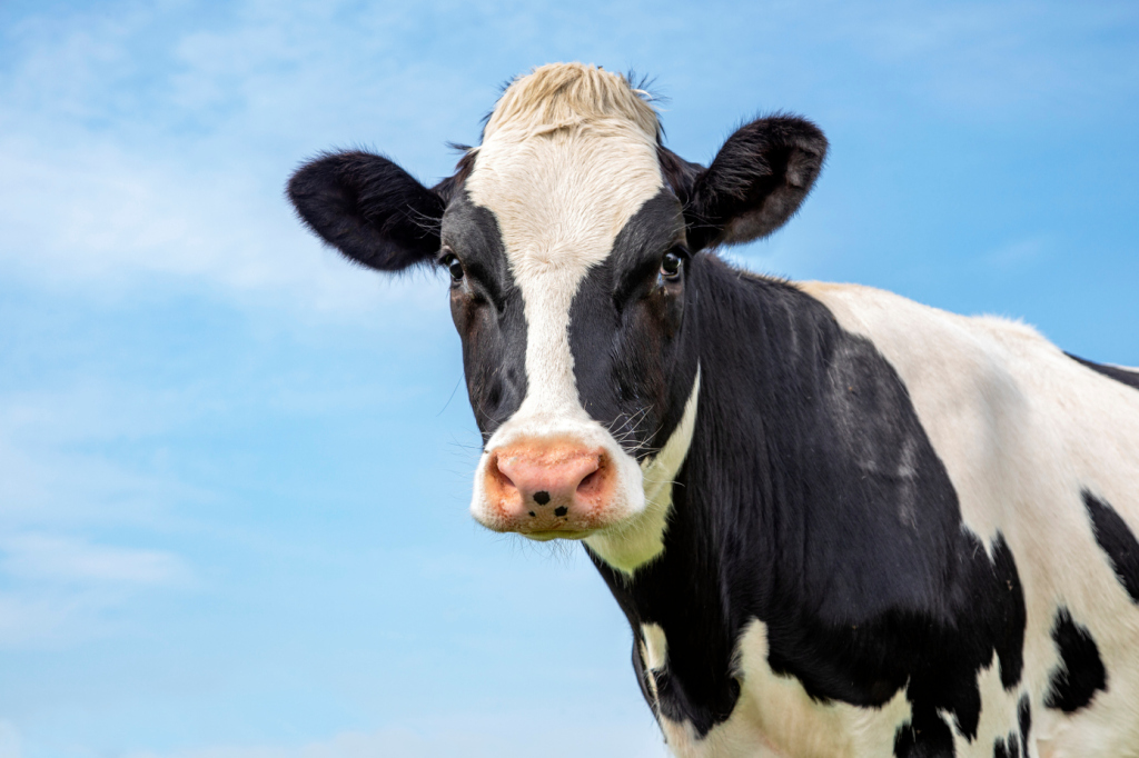 植物ベースの牛乳と肉の代替品を製造するチリのNotCoが約90億円を調達して米国に進出