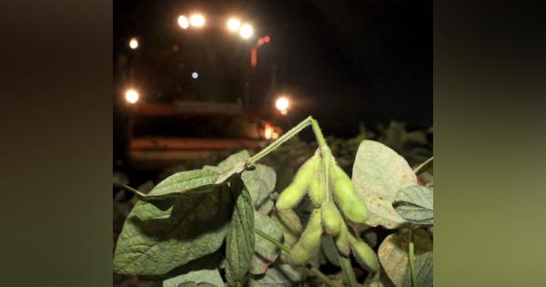 中札内で枝豆収穫最盛期　道内有数の生産地　２４時間態勢