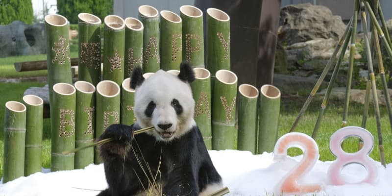 和歌山のパンダ「永明」28歳に　「健康で長生き」願い竹飾り贈る