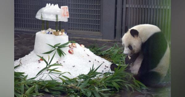 タンタン25歳おめでとう！　氷のケーキで誕生日お祝い　神戸・王子動物園
