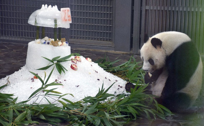 タンタン25歳おめでとう！　氷のケーキで誕生日お祝い　神戸・王子動物園