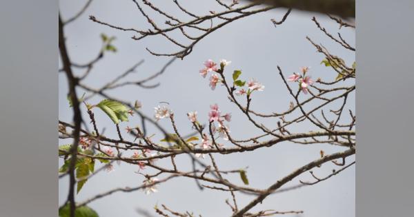 ソメイヨシノが秋に開花「木を見たら、桜の花が咲いていて驚いた」