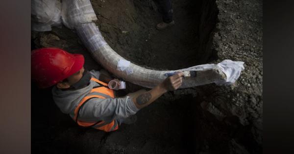 史上最多マンモスの骨、メキシコで出土 「天然の罠」に捕われたか　絶滅の謎解明に一歩