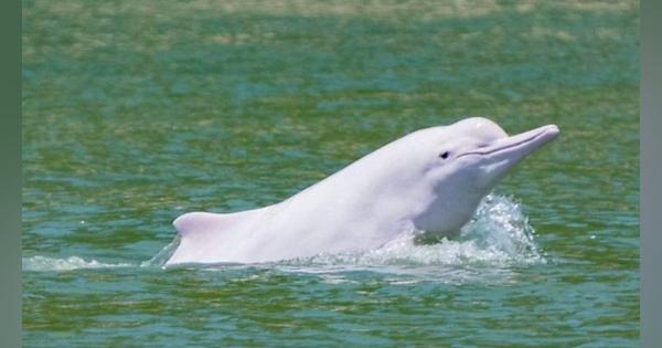 希少な白イルカ、新型ウイルス流行で香港の海に戻る
