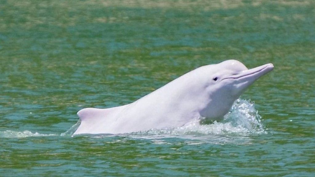 希少な白イルカ、新型ウイルス流行で香港の海に戻る