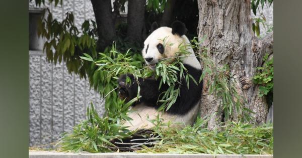 パンダのタンタン自由に会いに来て　神戸・王子動物園が28日から入園制限緩和