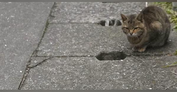 離島の穴からネコひょっこり　福岡の繁昌良司さんが写真集