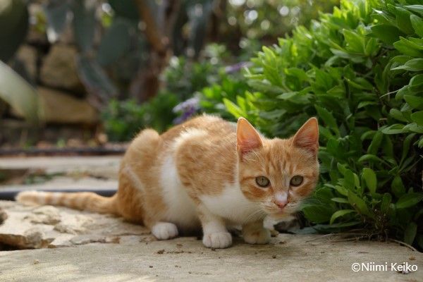 マルタで猫についていったら宿の客引きだった話　地中海に浮かぶマルタ共和国第2の島、ゴゾ島の猫たち