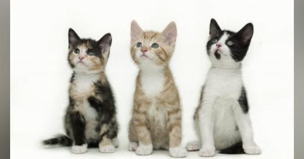 「世界一の猫好き国家」ニッポンで、「猫の救世主」が説く猫の気持ち | 「ニャー」と「ニャ」の違いがわかりますか？