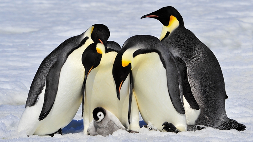 【研究結果】ペンギンの「生まれ故郷」が判明