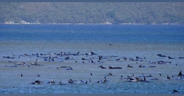 浅瀬にクジラ打ち上げ、豪州　タスマニア、250頭