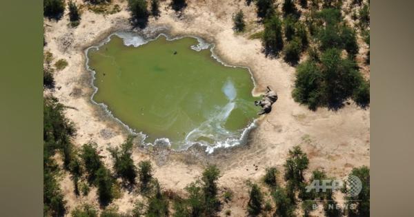 ボツワナの謎のゾウ大量死、細菌の毒素が原因 政府発表