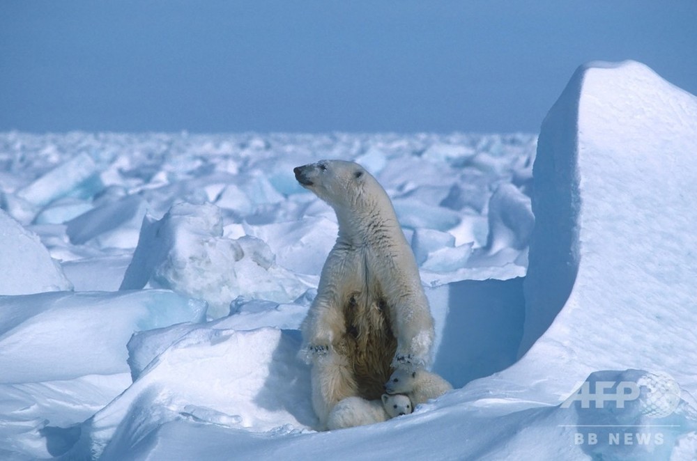 2020年の北極海氷融解、観測史上2番目の規模に