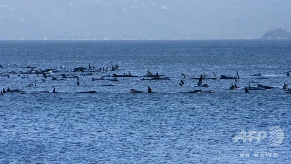 動画：クジラ70頭、砂州に乗り上げ身動き取れず 豪南部