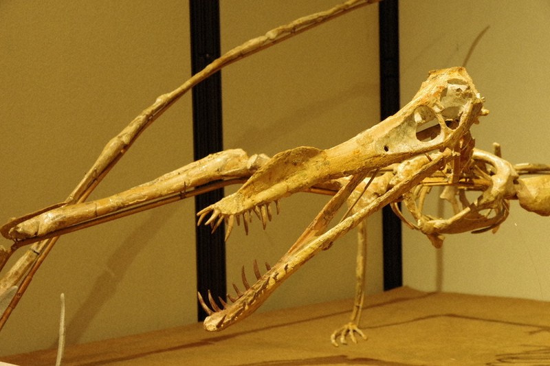 太古の空の勇者たち　「とぶ」テーマに翼竜などの化石、全身骨格を展示　群馬・富岡