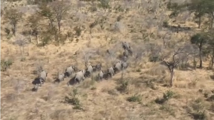 ボツワナの象大量死 原因は細菌の毒素、地元当局発表